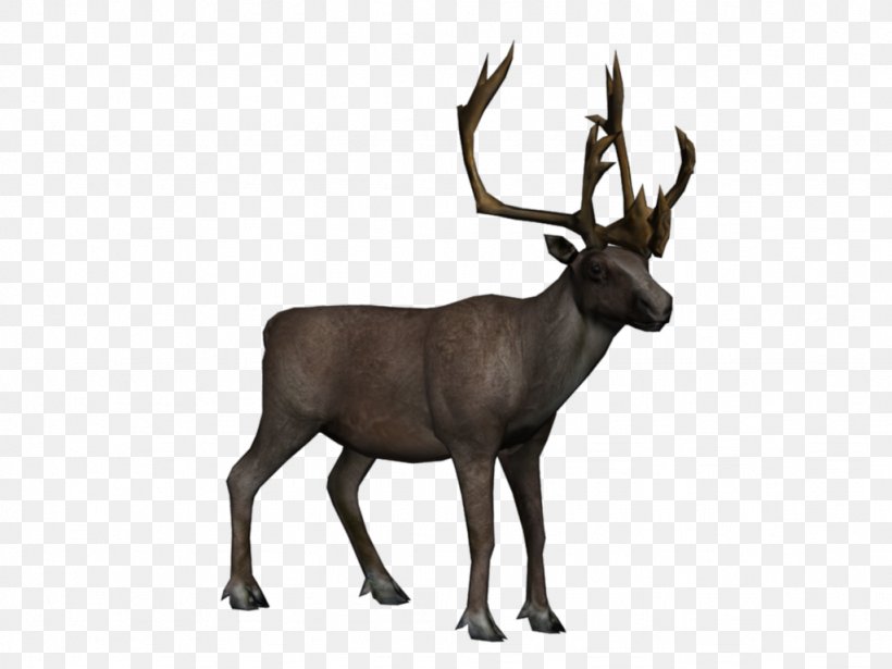 Reindeer Elk Arctic Tundra, PNG, 1024x768px, Reindeer, Animal, Animal Migration, Antler, Arctic Download Free