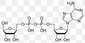 Ribose Adenosine Diphosphate Adenosine Triphosphate Adenine PNG