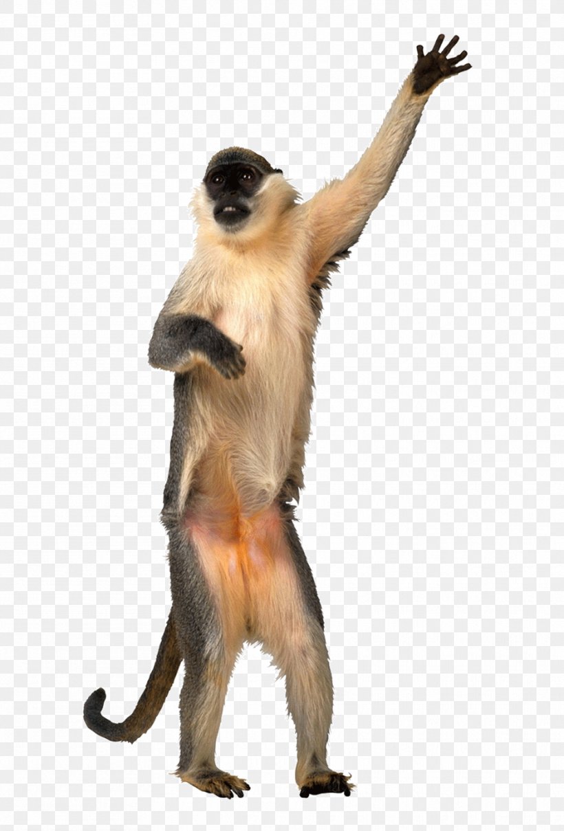 Animation Dance Monkey Giphy, PNG, 935x1379px, Animation, Cat Like Mammal, Dance, Dance For You, Fauna Download Free