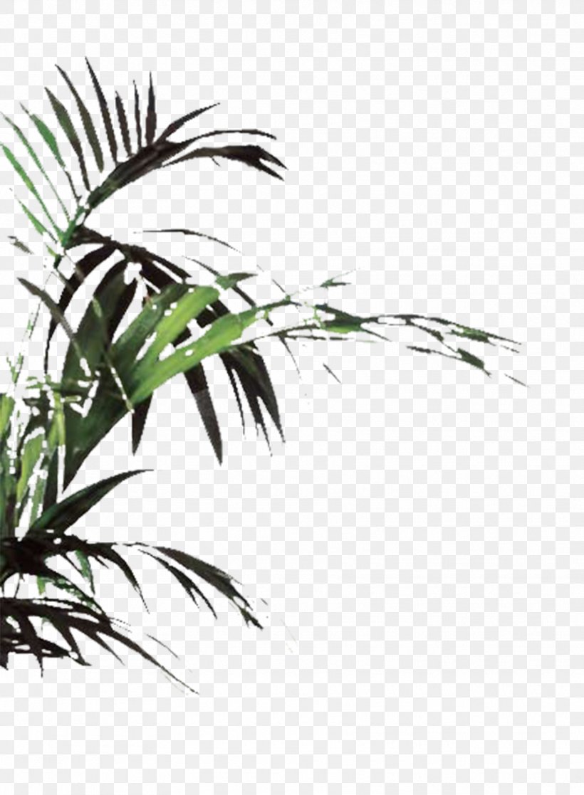 Plant Euclidean Vector Icon, PNG, 1771x2413px, Plant, Arecaceae, Arecales, Black And White, Branch Download Free