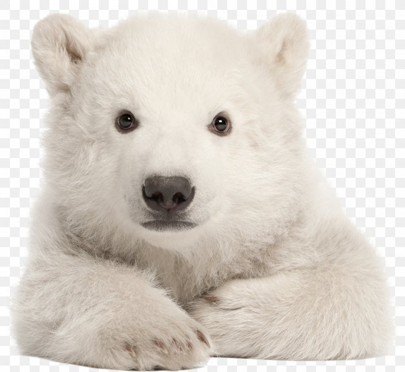 Polar Bear My First Baby Animals Arctic American Black Bear Stock Photography, PNG, 2000x1837px, Polar Bear, American Black Bear, Arctic, Bear, Bears Download Free