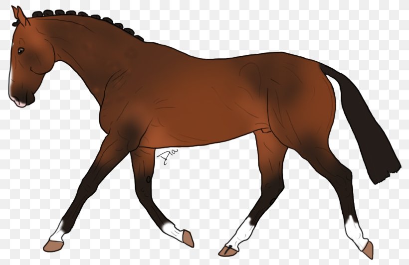 Mane Appaloosa Stallion Mustang Rein, PNG, 800x532px, Mane, Animal Figure, Appaloosa, Bit, Bridle Download Free