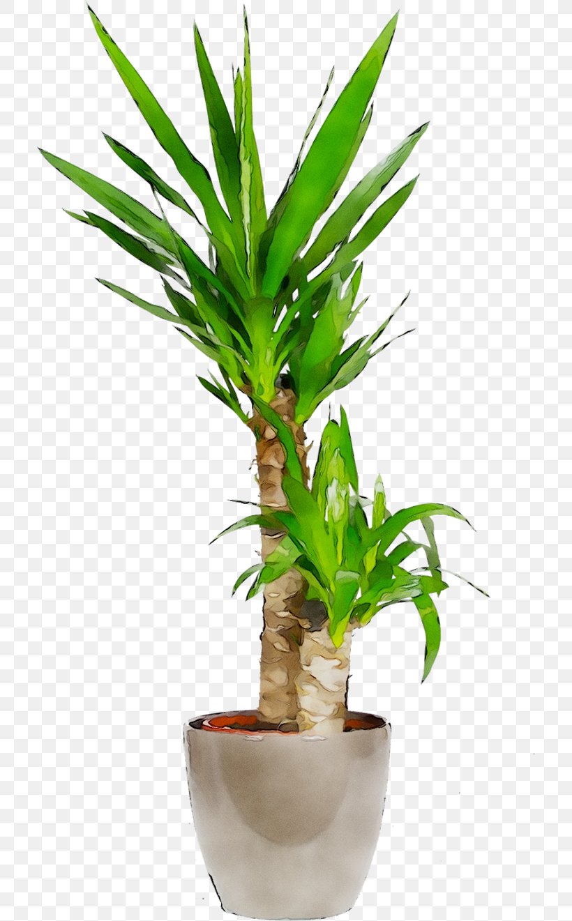 Palm Trees Flowerpot Houseplant Leaf Plant Stem, PNG, 715x1321px, Palm Trees, Arecales, Flower, Flowering Plant, Flowerpot Download Free