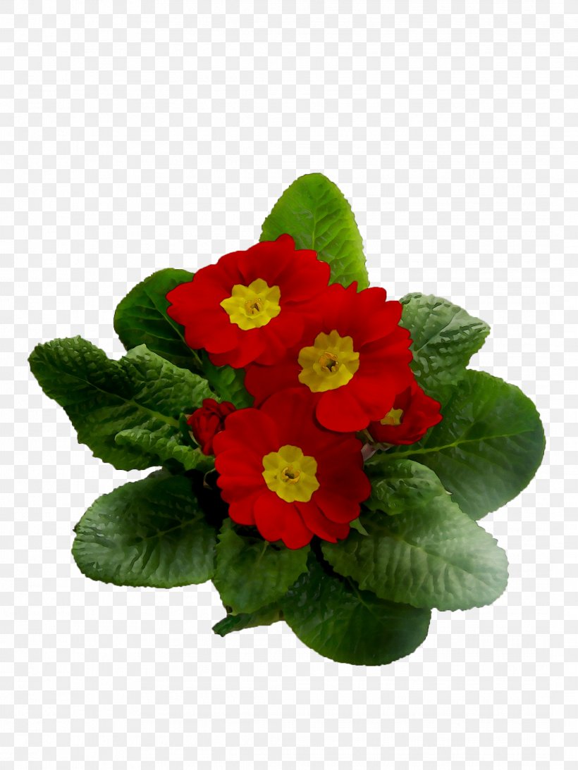 Primrose Annual Plant Plants, PNG, 2138x2851px, Primrose, Annual Plant, Artificial Flower, Begonia, Bouquet Download Free