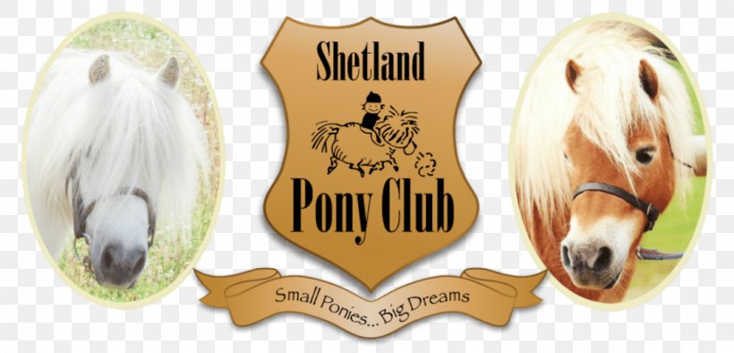 Shetland Pony Club Horse & Pony Care Riding Pony, PNG, 1080x519px, Shetland Pony, Brand, Child, Equestrian, Equestrian Centre Download Free