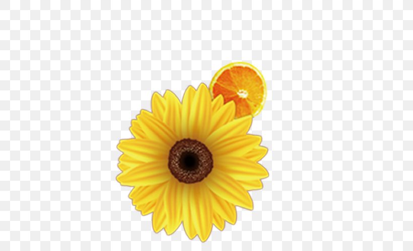 Common Sunflower Download, PNG, 500x500px, Common Sunflower, Auglis, Calendula, Citrus Xd7 Sinensis, Daisy Download Free