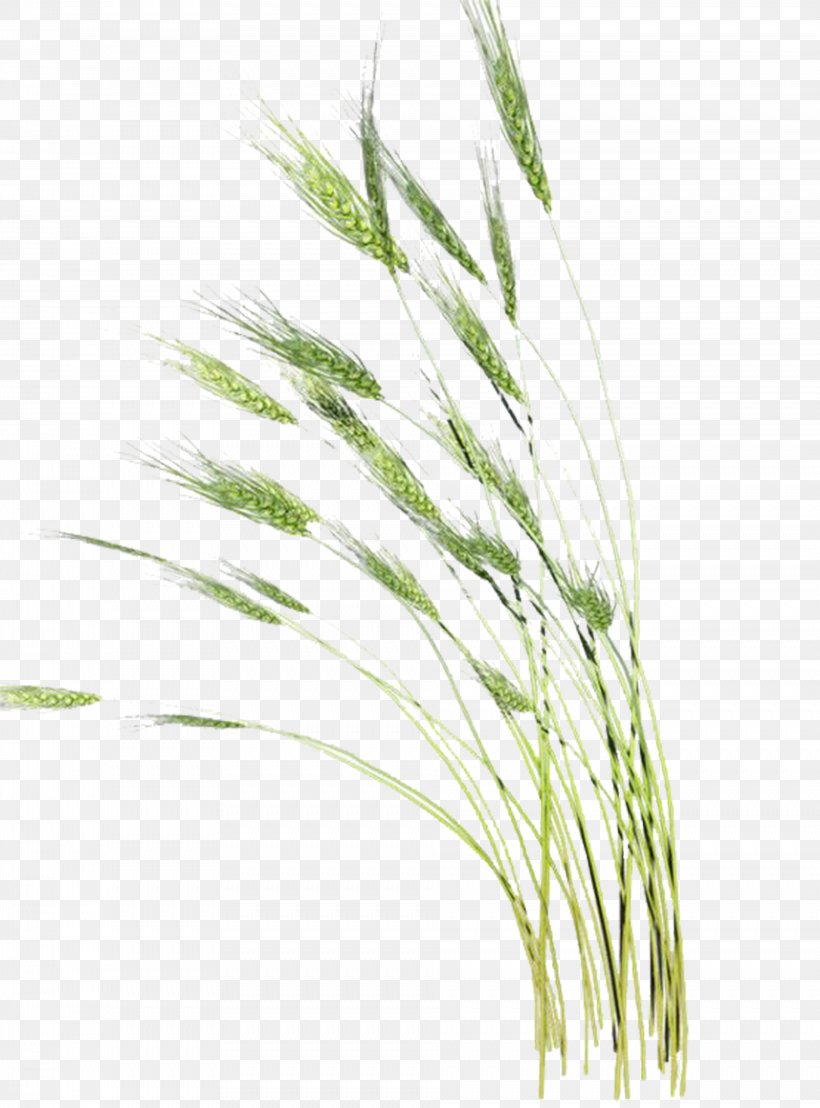 Clip Art, PNG, 3854x5209px, Grauds, Commodity, Emmer, Food Grain, Grass Download Free