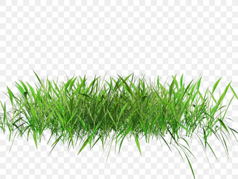 Lawn Clip Art, PNG, 1024x768px, Lawn, Chrysopogon Zizanioides, Grass, Grass Family, Photography Download Free