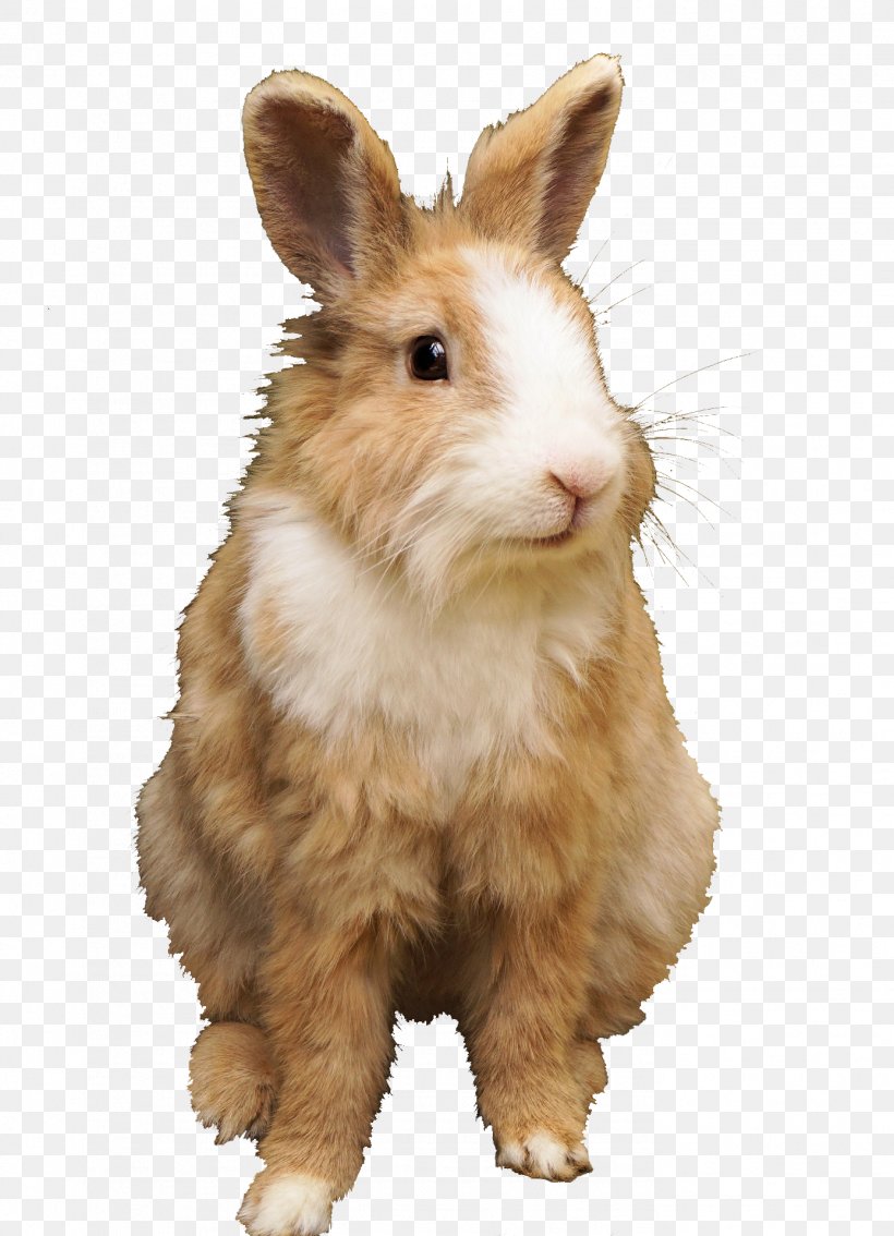Domestic Rabbit Netherland Dwarf Rabbit Hare Holland Lop Rex Rabbit, PNG, 1388x1920px, Domestic Rabbit, Animal, Dwarf Rabbit, European Rabbit, Fauna Download Free
