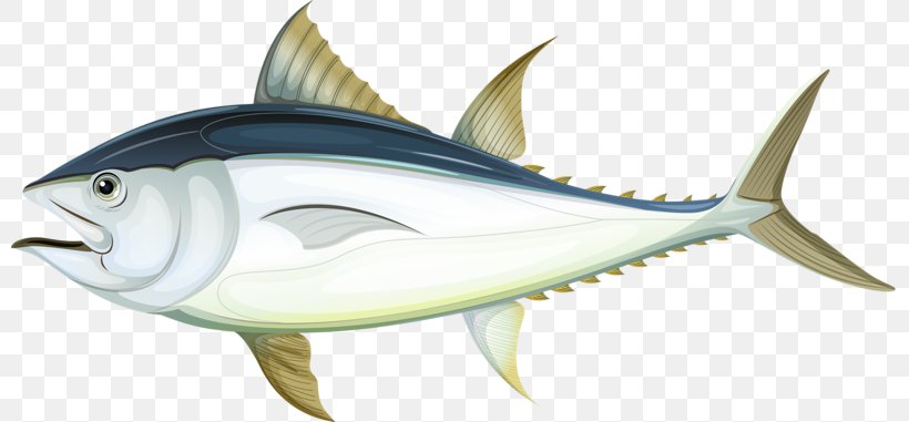 Fish Tuna Royalty-free Illustration, PNG, 800x381px, Fish, Atlantic Bluefin  Tuna, Billfish, Bony Fish, Fauna Download