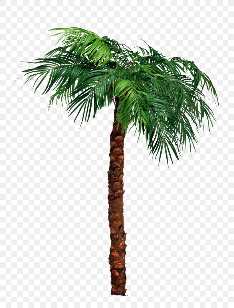 Palm Trees Clip Art Babassu JPEG, PNG, 817x1080px, Palm Trees, Areca Nut, Arecales, Asian Palmyra Palm, Attalea Download Free