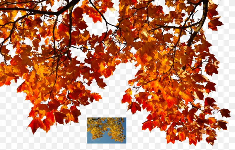 Autumn Leaf Color Autumn Leaf Color Clip Art, PNG, 900x576px, Autumn, Autumn Leaf Color, Branch, Deciduous, Leaf Download Free