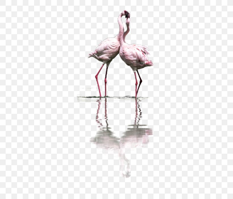 Bird Flamingos Greater Flamingo Clip Art, PNG, 401x699px, Bird, Beak, Ciconiiformes, Feather, Flamingo Download Free