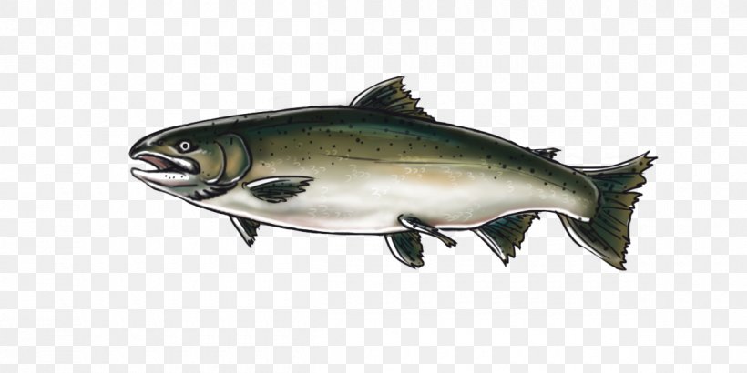 Coho Salmon Chinook Salmon Oily Fish Fish Products, PNG, 1200x600px, Coho Salmon, Bony Fish, Chinook Salmon, Coho, Fish Download Free