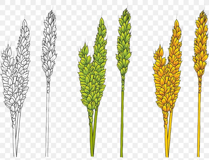 Wheat Barley, PNG, 1000x765px, Wheat, Barley, Commodity, Ear, Food Grain Download Free