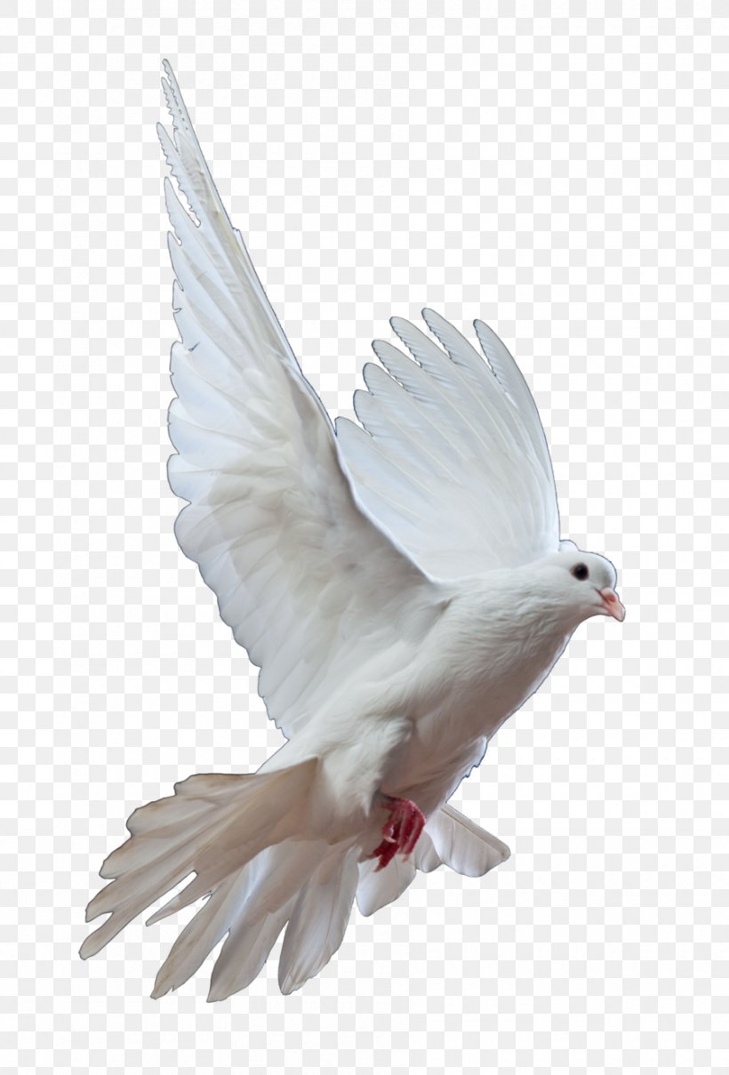 Homing Pigeon Columbidae Bird Doves As Symbols Release Dove, PNG, 900x1327px, Homing Pigeon, Animal, Beak, Bird, Columbidae Download Free