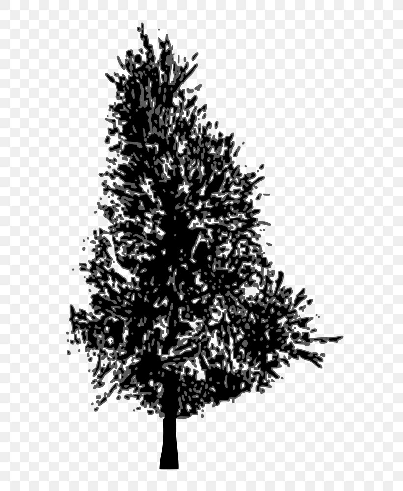Pine Fir Spruce Tree, PNG, 785x1000px, Pine, Black And White, Branch, Christmas Decoration, Christmas Ornament Download Free