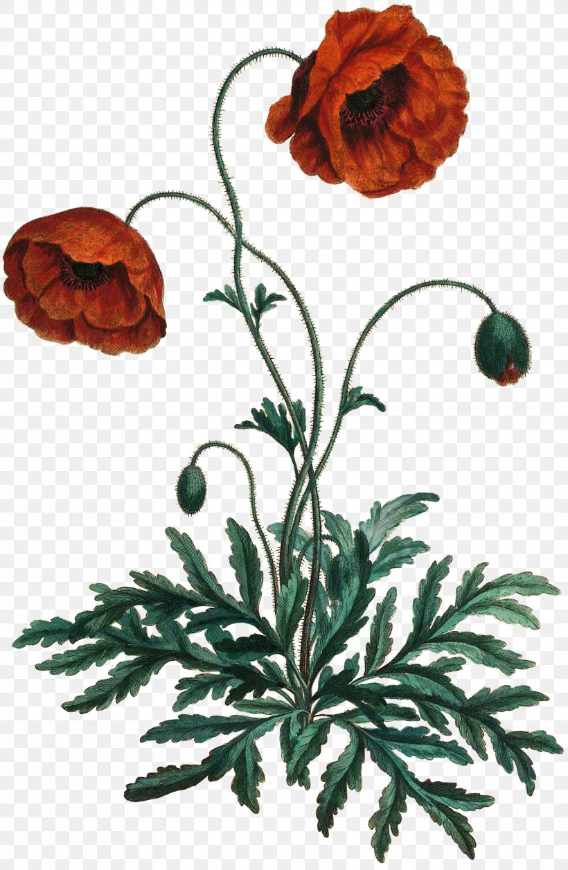 Cut Flowers Floral Design Plant Stem Plants, PNG, 1566x2400px, Cut Flowers, Botany, Carnation, Floral Design, Flower Download Free