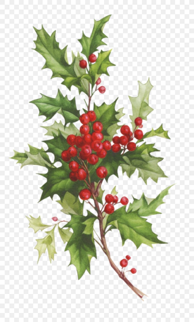 Desktop Wallpaper Christmas Card Santa Claus, PNG, 800x1358px, Christmas, Aquifoliaceae, Aquifoliales, Berry, Blog Download Free