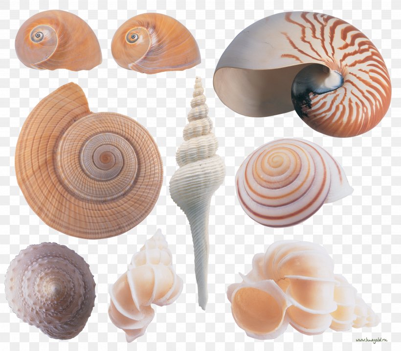 Seashell Conchology Sea Snail Clip Art, PNG, 2693x2361px, Seashell, Balcis Grandis, Conchology, Digital Image, Nautilida Download Free