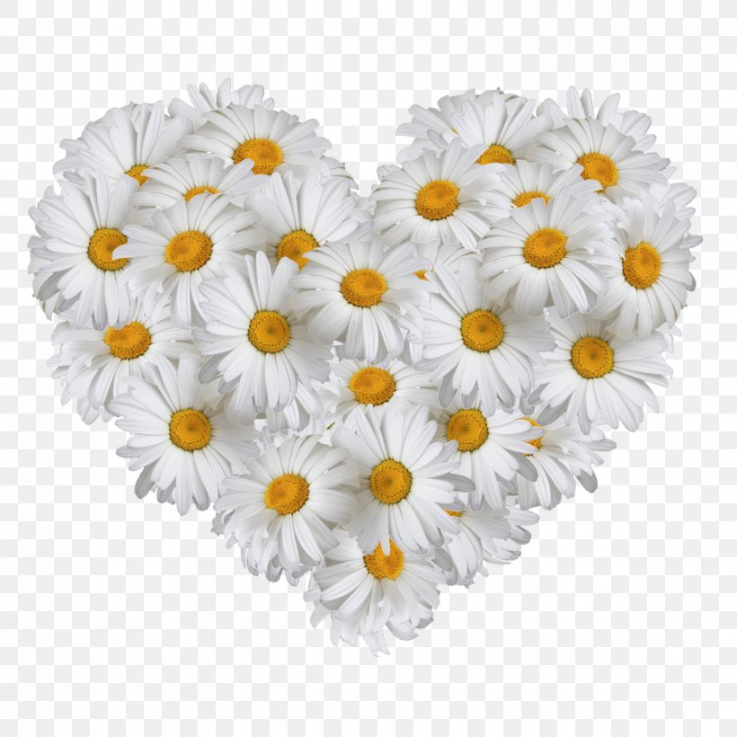 Stock Photography Stock.xchng Illustration Heart Image, PNG, 1200x1200px, Stock Photography, Chrysanths, Cut Flowers, Daisy, Daisy Family Download Free