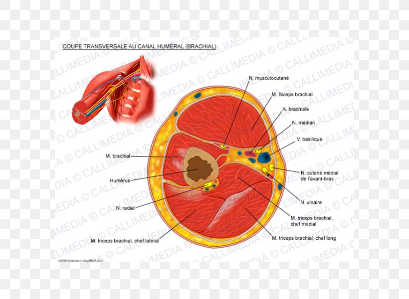 Triceps Brachii Muscle Transverse Plane Anatomy Cross Section, PNG, 600x600px, Watercolor, Cartoon, Flower, Frame, Heart Download Free