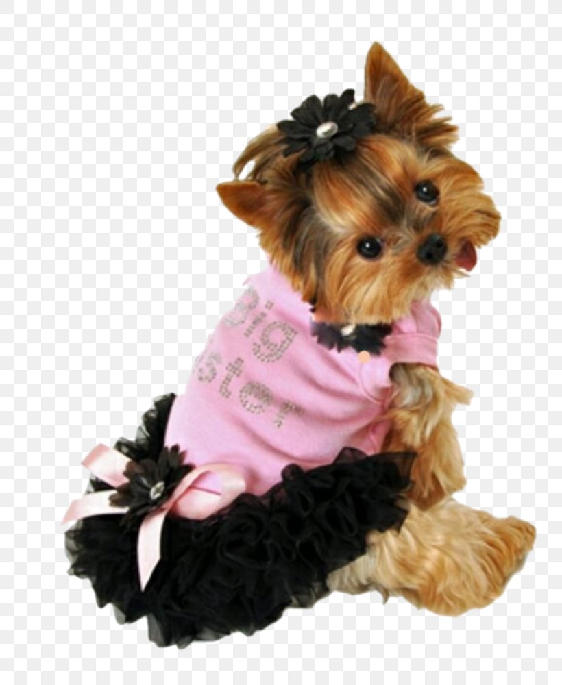 Yorkshire Terrier Puppy Chihuahua Pug Clothing, PNG, 800x1000px, Yorkshire Terrier, Carnivoran, Chihuahua, Clothing, Clothing Accessories Download Free