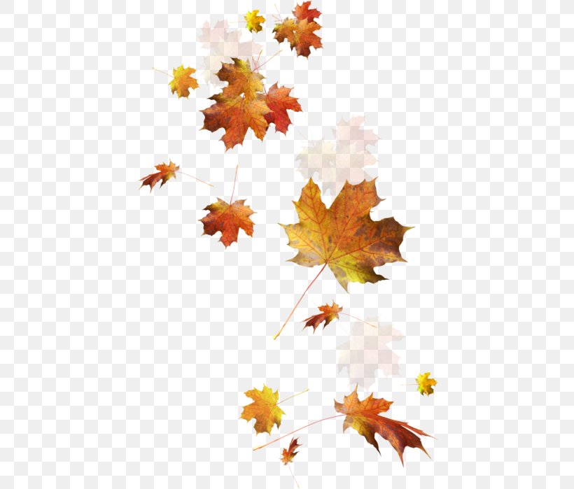 Autumn Leaf Color Clip Art, PNG, 434x699px, Autumn Leaf Color, Autumn, Branch, Flowering Plant, Leaf Download Free