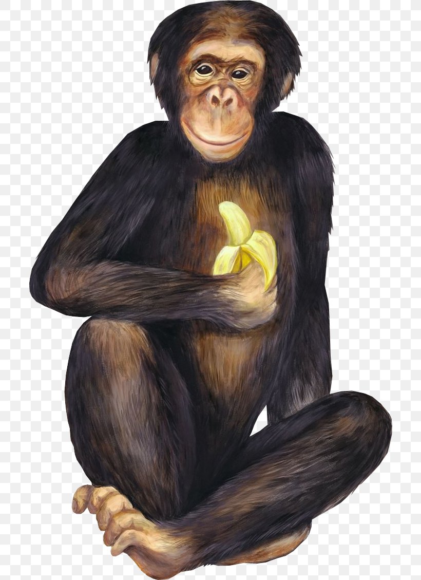 Banana Ketchup Baby Monkeys Chimpanzee Food, PNG, 708x1129px, Banana, Baby Monkeys, Banana Ketchup, Banana Peel, Berry Download Free