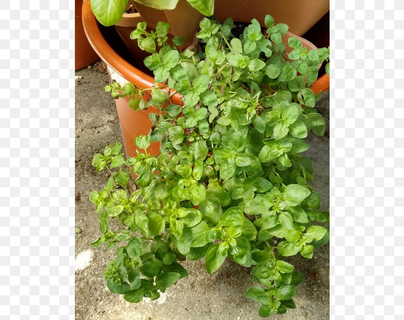 Herb Flowerpot Groundcover, PNG, 650x650px, Herb, Flowerpot, Groundcover, Plant Download Free