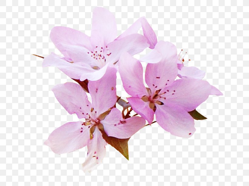 Watercolour Flowers Все цветы, PNG, 699x614px, Flower, Blossom, Branch, Cherry Blossom, Color Download Free
