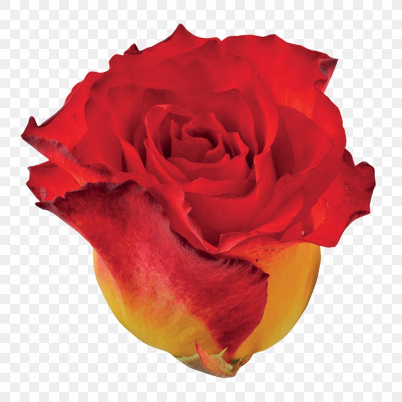 Garden Roses Cabbage Rose Floribunda Cut Flowers Petal, PNG, 1000x1000px, Garden Roses, Cabbage Rose, Closeup, Cut Flowers, Floribunda Download Free