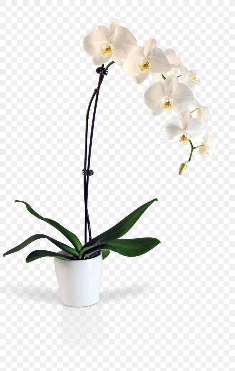 Moth Orchids Kinds Of Flowers Cut Flowers, PNG, 2275x3585px, Moth Orchids, Artificial Flower, Cut Flowers, Dahlia, Floral Design Download Free