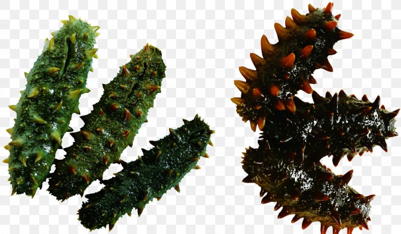 Sea Cucumber As Food Seafood, PNG, 1024x599px, Sea Cucumber As Food, Caterpillar Fungus, Chinese Food Therapy, Christmas Decoration, Christmas Ornament Download Free