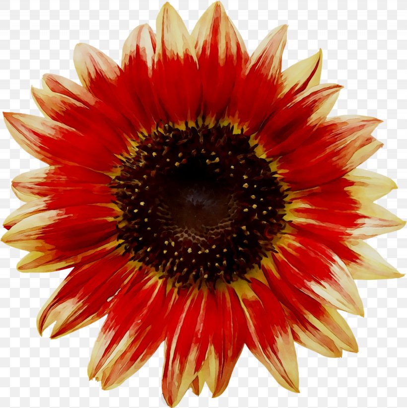 Transvaal Daisy Cut Flowers Blanket Flowers Petal Sunflower, PNG, 1435x1440px, Transvaal Daisy, Annual Plant, Asterales, Blanket, Blanket Flowers Download Free
