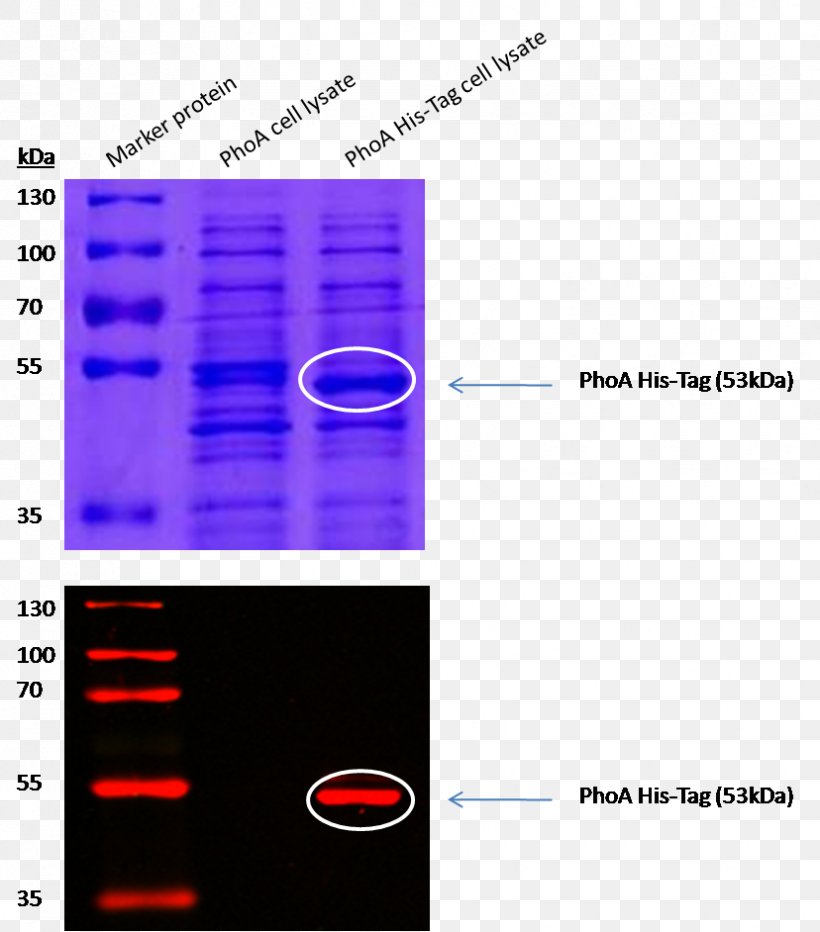 Alkaline Phosphatase SDS-PAGE Polyacrylamide Gel Electrophoresis Polyhistidine-tag, PNG, 828x942px, Alkaline Phosphatase, Alkali, Area, Blot, Brand Download Free