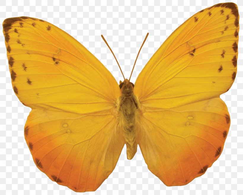 Butterfly Clip Art, PNG, 1152x924px, Butterfly, Arthropod, Brush Footed Butterfly, Colias, Image File Formats Download Free