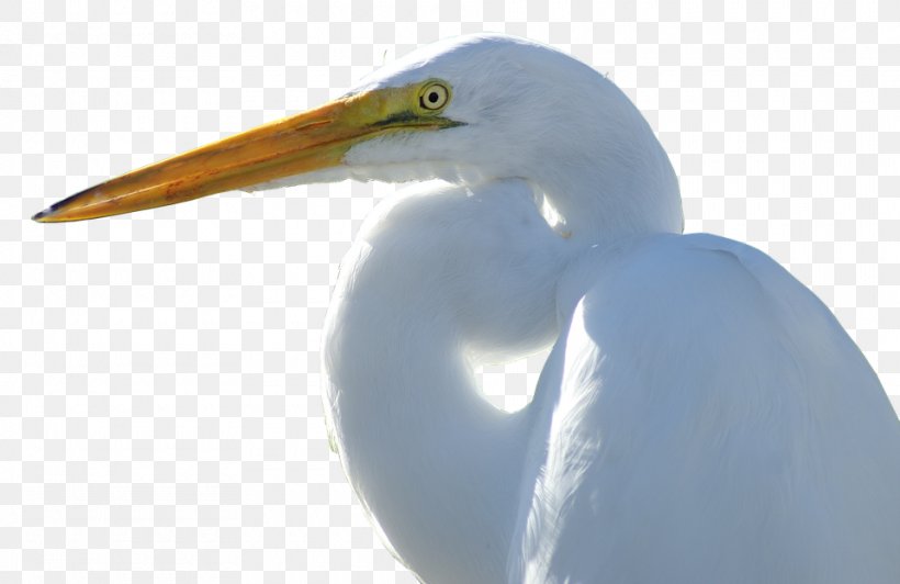 Crane Egret Goose Bird Duck, PNG, 960x623px, Crane, Beak, Bird, Bird Migration, Cygnini Download Free