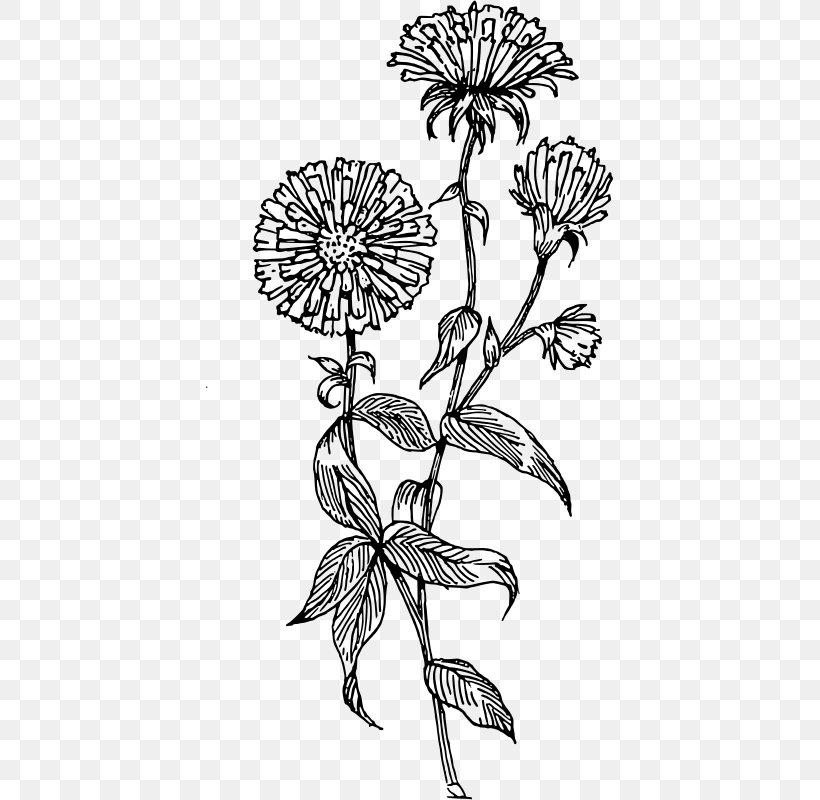 Flower Drawing Aster Clip Art, PNG, 407x800px, Flower, Art, Artwork, Aster, Black And White Download Free