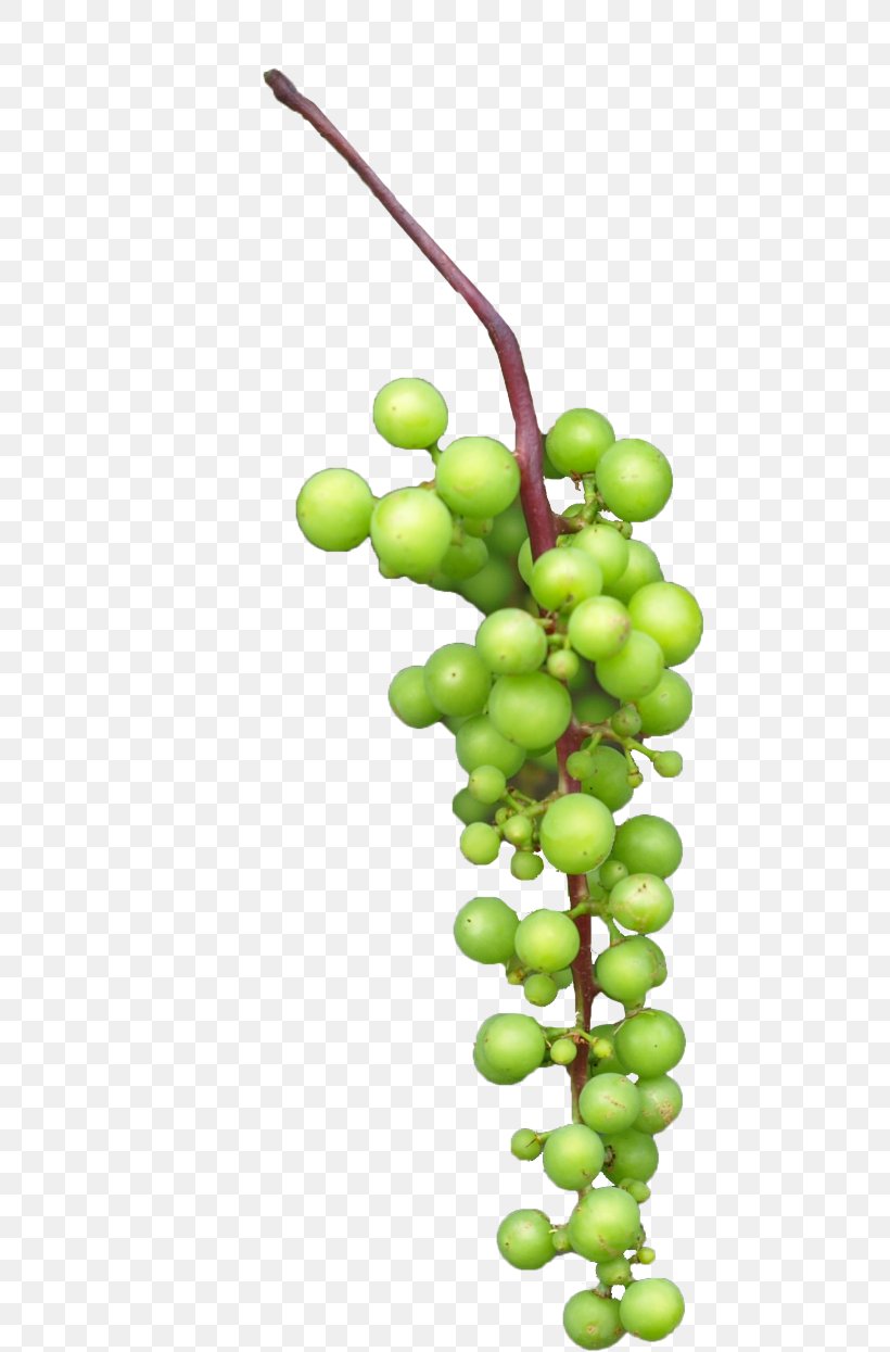 Grape Juice, PNG, 477x1245px, Grape, Artworks, Food, Fruit, Grape Seed Extract Download Free