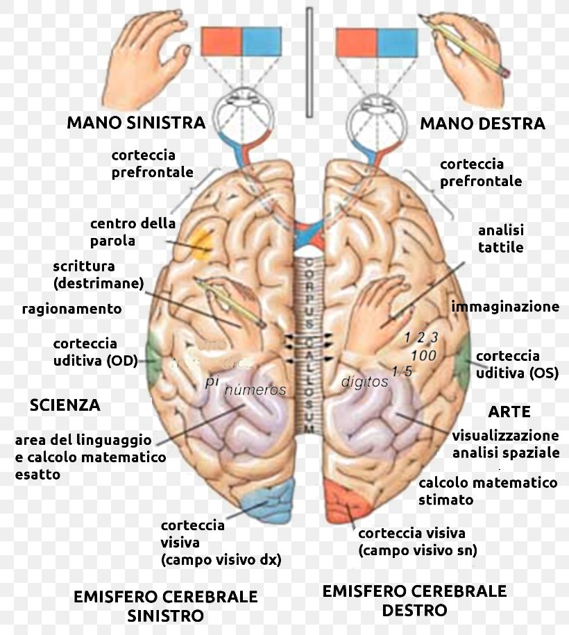 Lateralization Of Brain Function Cerebral Hemisphere Human Brain Anatomy, PNG, 800x915px, Watercolor, Cartoon, Flower, Frame, Heart Download Free