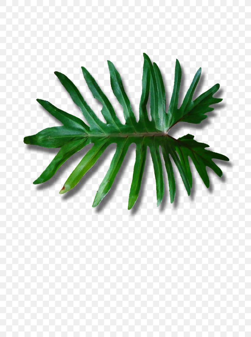 Leaf Plant Stem Arecaceae 6 May, PNG, 727x1098px, 6 May, Leaf, Arecaceae, Arecales, Credit Download Free