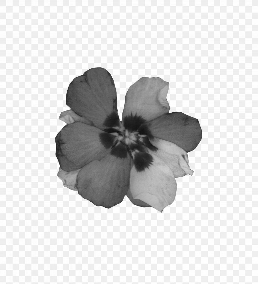 Mallows White Family, PNG, 5066x5596px, Mallows, Black, Black And White, Family, Flower Download Free