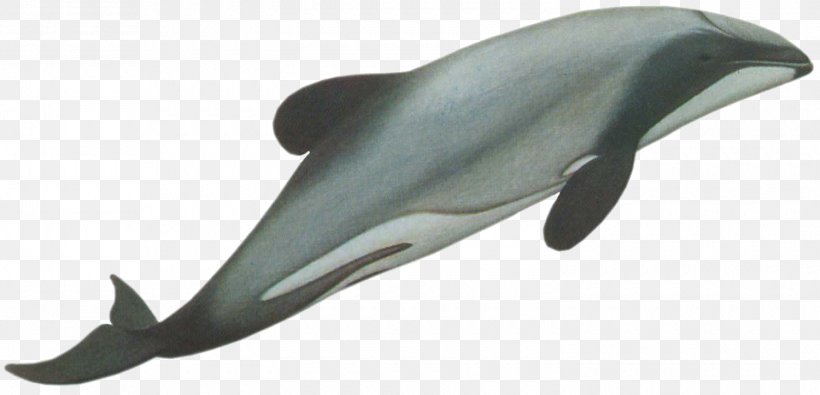 New Zealand Hector's Dolphin Bottlenose Dolphin Cetacea, PNG, 1500x724px, New Zealand, Animal, Animal Figure, Bottlenose Dolphin, Cephalorhynchus Download Free