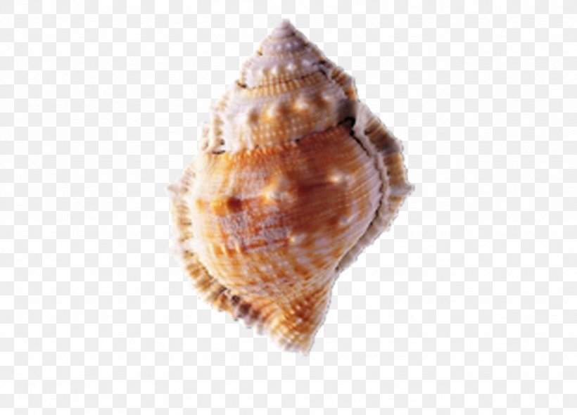 Seashell, PNG, 1332x960px, Seashell, Chart, Clam, Clams Oysters Mussels And Scallops, Cockle Download Free