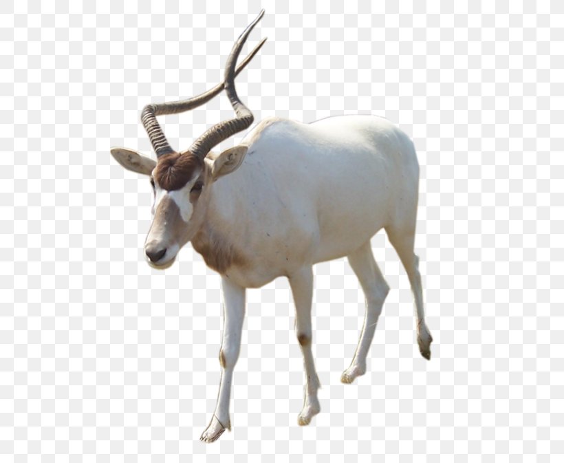 Oryx Reindeer Terrestrial Animal Cattle, PNG, 600x673px, Oryx, Advertising, Animal, Antelope, Antler Download Free