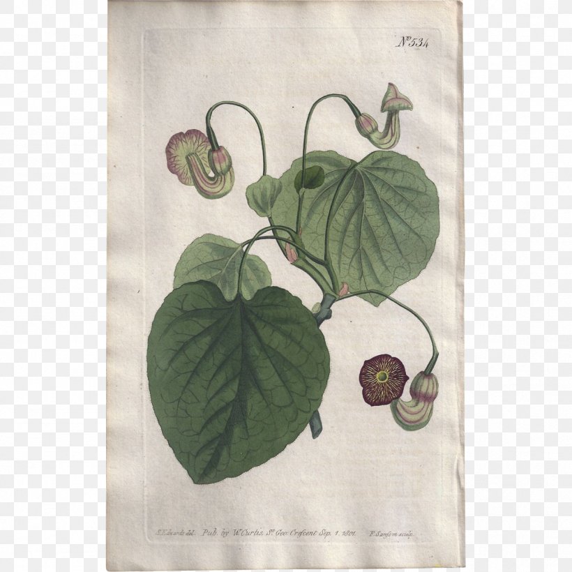 Textile Aristolochia Macrophylla Leaf Dutchman's Pipe, PNG, 1268x1268px, Textile, Green, Leaf, Material Download Free