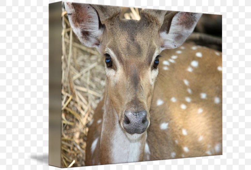 White-tailed Deer Deer Hunting Chital, PNG, 650x557px, Whitetailed Deer, Animal, Art, Chital, Deer Download Free
