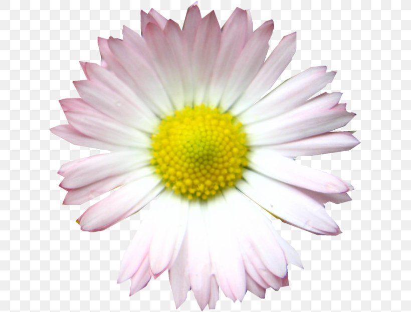 Common Daisy Oxeye Daisy Argyranthemum Frutescens Chrysanthemum Petal, PNG, 623x623px, Common Daisy, Annual Plant, Argyranthemum Frutescens, Aster, Chrysanthemum Download Free