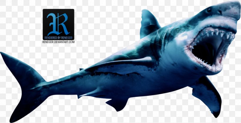 Great White Shark Shark Attack Megalodon Art, PNG, 900x463px, Shark, Animal, Art, Cartilaginous Fish, Deviantart Download Free
